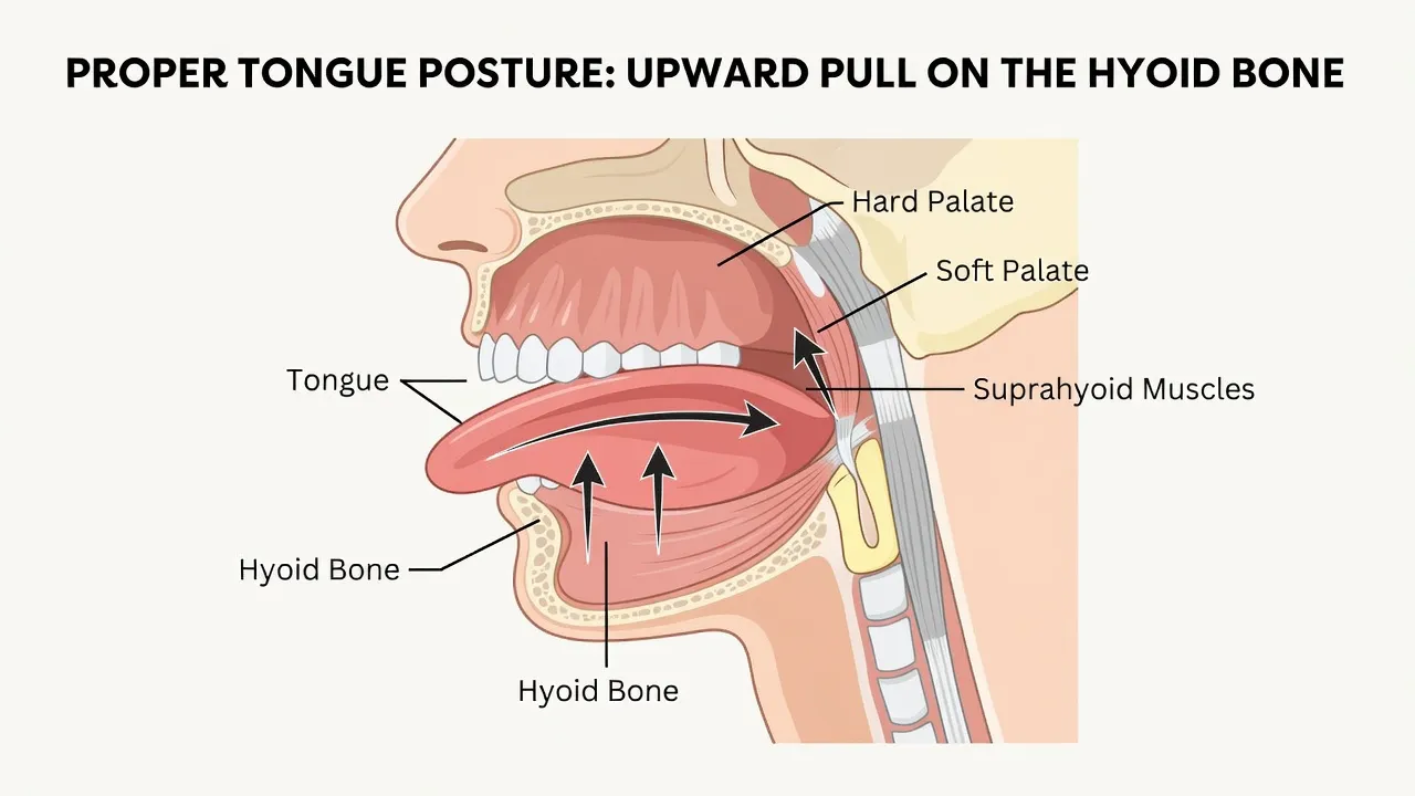 Diagram showing how resting the tongue flat against the palate pulls submental neck tissue tight.